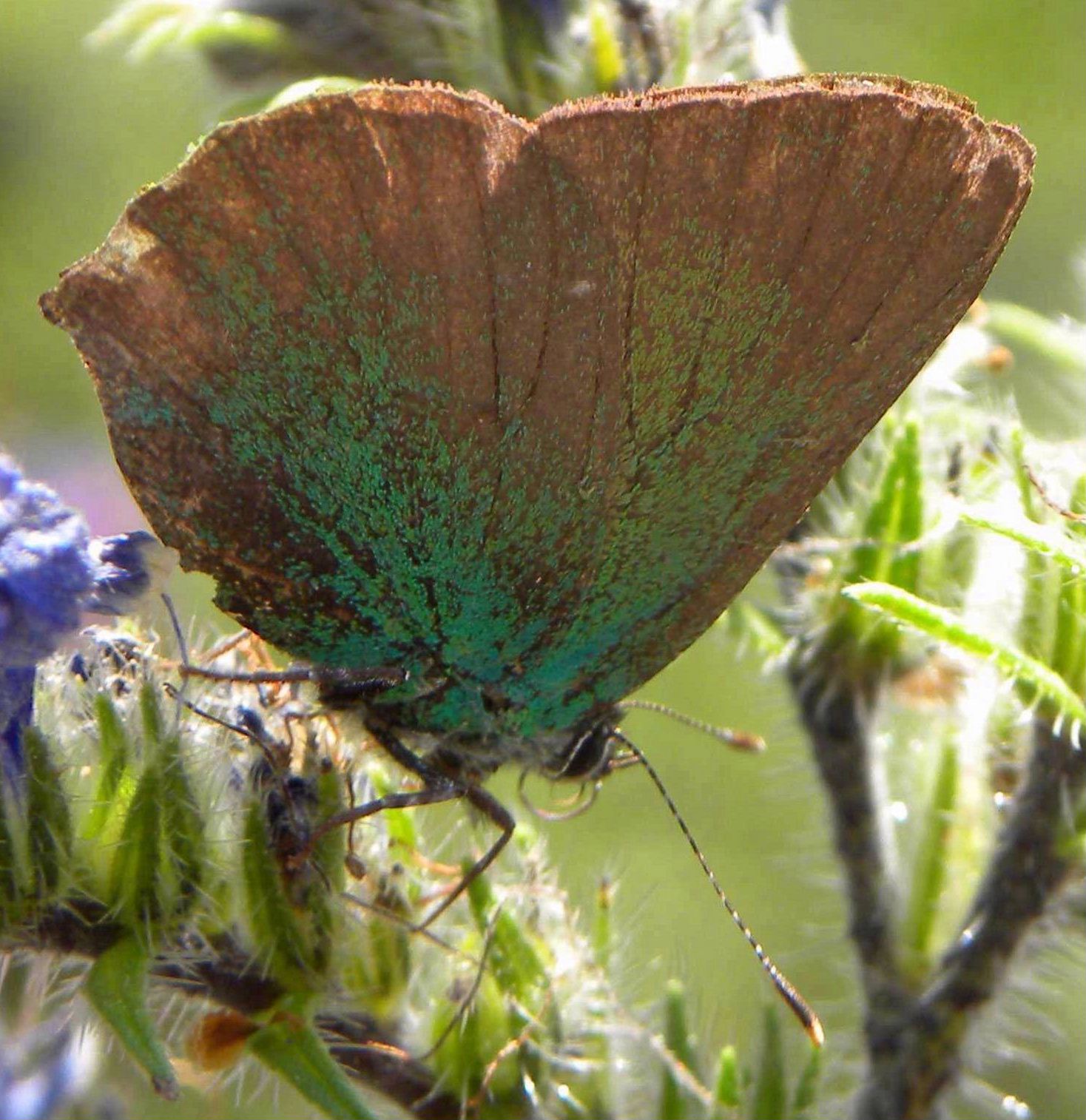 farfalla da identificare